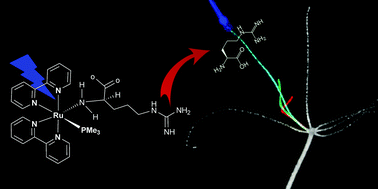 Graphical abstract: Optical manipulation of animal behavior using a ruthenium-based phototrigger