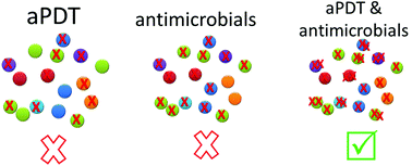 Graphical abstract: A combination of photodynamic therapy and antimicrobial compounds to treat skin and mucosal infections: a systematic review