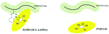 Graphical abstract: The synthesis of a contraction-type glucose-sensitive microgel working at physiological temperature guided by a new glucose-sensing mechanism