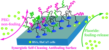 Graphical abstract: (PtBA-co-PPEGMEMA-co-PDOMA)-g-PPFA polymer brushes synthesized by sequential RAFT polymerization and ATRP