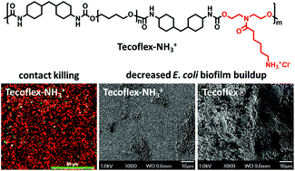 Graphical abstract: Modification of a conventional polyurethane composition provides significant anti-biofilm activity against Escherichia coli