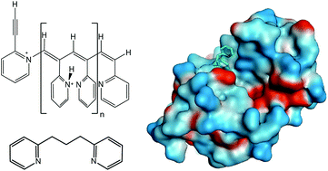 Graphical abstract: Inhibition of lysozyme's polymerization activity using a polymer structural mimic