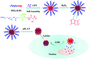 Graphical abstract: Tumor pH and intracellular reduction responsive polypeptide nanomedicine with a sheddable PEG corona and a disulfide-cross-linked core