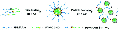 Graphical abstract: Synthesis of pH-cleavable poly(trimethylene carbonate)-based block copolymers via ROP and RAFT polymerization