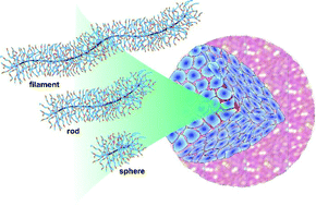 Graphical abstract: Aspect-ratio-dependent interaction of molecular polymer brushes and multicellular tumour spheroids