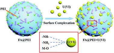 Graphical abstract: Efficient elimination of U(vi) by polyethyleneimine-decorated fly ash