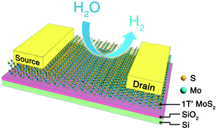 Graphical abstract: Identifying the high activity of the basal plane in 1T′-phase MoS2 towards electrochemical hydrogen evolution