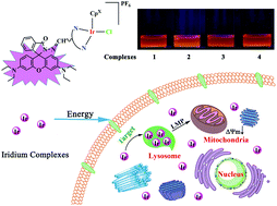 Graphical abstract: Lysosome targeted drugs: rhodamine B modified N^N-chelating ligands for half-sandwich iridium(iii) anticancer complexes