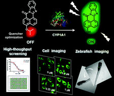 Graphical abstract: A highly sensitive and selective two-photon fluorescent probe for real-time sensing of cytochrome P450 1A1 in living systems