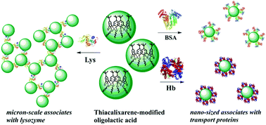 Graphical abstract: Thiacalixarene “knot” effect on protein binding by oligolactic acid particles