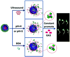 Graphical abstract: A triple-stimuli responsive hormone delivery system equipped with pillararene magnetic nanovalves