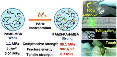 Graphical abstract: Polyacryloyl hydrazide incorporation into ionic hydrogels improves toughness, elasticity, self-healability, adhesive & strain sensing properties