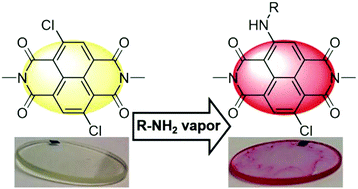Graphical abstract: Water-soluble naphthalene diimides: synthesis, optical properties, and colorimetric detection of biogenic amines