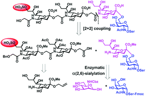 Graphical abstract: Stereoselective synthesis of a 9-O-sulfo Neu5Gc-capped O-linked oligosaccharide found on the sea urchin egg receptor