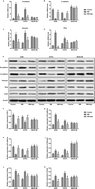 Graphical abstract: Apatinib inhibits macrophage-mediated epithelial–mesenchymal transition in lung cancer