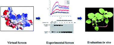 Graphical abstract: Discovery of novel inhibitors of RNA silencing suppressor P19 based on virtual screening