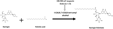 Graphical abstract: Effects of magnetic fields on the enzymatic synthesis of naringin palmitate