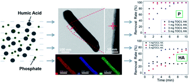 Graphical abstract: Synchronous, efficient and fast removal of phosphate and organic matter by carbon-coated lanthanum nanorods