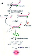 Graphical abstract: Application of a cation-exchange reaction of CuS nanoparticles and fluorescent copper nanoparticles in a DNA biosensor