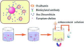 Graphical abstract: Simple and rapid monitoring of doxorubicin using streptavidin-modified microparticle-based time-resolved fluorescence immunoassay