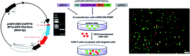 Graphical abstract: A novel phosphoester-based cationic co-polymer nanocarrier delivers chimeric antigen receptor plasmid and exhibits anti-tumor effect