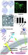 Graphical abstract: Delivery of interleukin-22 binding protein (IL-22BP) gene by cationic micelle for colon cancer gene therapy