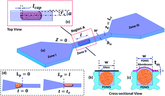 Graphical abstract: Entry and passage behavior of biological cells in a constricted compliant microchannel