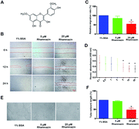 Graphical abstract: Rhamnazin attenuates inflammation and inhibits alkali burn-induced corneal neovascularization in rats
