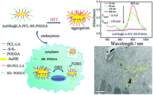 Graphical abstract: Reduction-responsive diblock copolymer-modified gold nanorods for enhanced cellular uptake