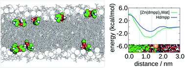 Graphical abstract: Membrane partition of bis-(3-hydroxy-4-pyridinonato) zinc(ii) complexes revealed by molecular dynamics simulations