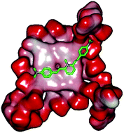 Graphical abstract: A study on a telo21 G-quadruplex DNA specific binding ligand: enhancing the molecular recognition ability via the amino group interactions