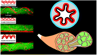 Graphical abstract: Hydrogel microfibers with perfusable folded channels for tissue constructs with folded morphology