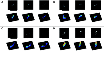 Graphical abstract: Decorating a single giant DNA with gold nanoparticles