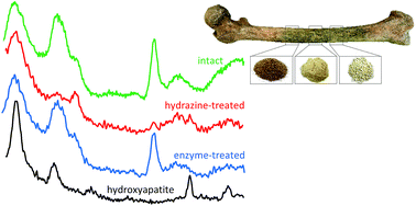 Graphical abstract: Biomaterials from human bone – probing organic fraction removal by chemical and enzymatic methods