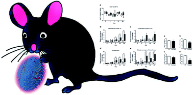 Graphical abstract: Lipid- and gut microbiota-modulating effects of graphene oxide nanoparticles in high-fat diet-induced hyperlipidemic mice