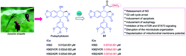 Graphical abstract: Design, synthesis and biological evaluation of novel nitric oxide-donating podophyllotoxin derivatives as potential antiproliferative agents against multi-drug resistant leukemia cells