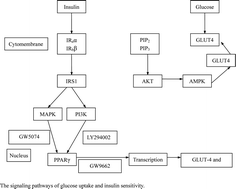 Graphical abstract: Improvement of high-glucose and insulin resistance of chromium malate in 3T3-L1 adipocytes by glucose uptake and insulin sensitivity signaling pathways and its mechanism