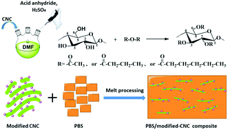 Graphical abstract: Surface modification of cellulose nanocrystals with different acid anhydrides for improved dispersion in poly(butylene succinate)