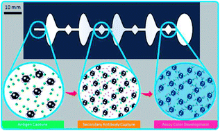 Graphical abstract: Development of a flow-free magnetic actuation platform for an automated microfluidic ELISA
