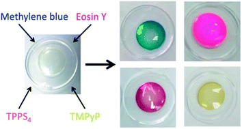 Graphical abstract: Uptake and release of photosensitizers in a hydrogel for applications in photodynamic therapy: the impact of structural parameters on intrapolymer transport dynamics