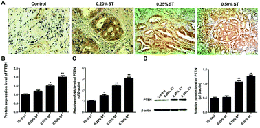 Graphical abstract: PTEN suppresses the inflammation, viability, and motility of AP-AR42J cells by activating the Wnt/β-catenin pathway