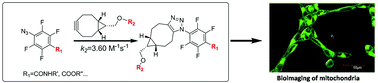 Graphical abstract: Tetra-fluorinated aromatic azide for highly efficient bioconjugation in living cells