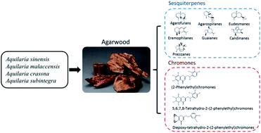 Graphical abstract: Overview of sesquiterpenes and chromones of agarwood originating from four main species of the genus Aquilaria