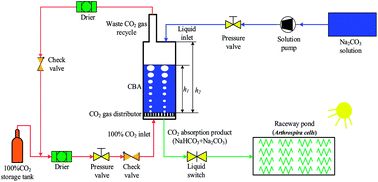 Graphical abstract: Developing a CO2 bicarbonation absorber for promoting microalgal growth rates with an improved photosynthesis pathway