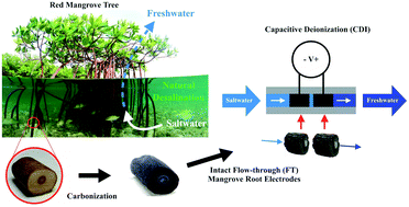 Graphical abstract: Intact mangrove root electrodes for desalination