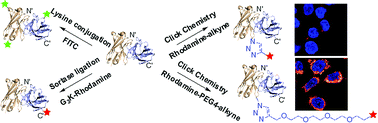 Graphical abstract: Site-specific labeling of an anti-MUC1 antibody: probing the effects of conjugation and linker chemistry on the internalization process