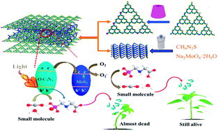 Graphical abstract: Fabrication of interlayer β-CD/g-C3N4@MoS2 for highly enhanced photodegradation of glyphosate under simulated sunlight irradiation