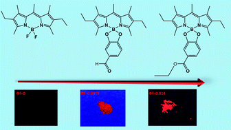 Graphical abstract: Solid-state emissive O-BODIPY dyes with bimodal emissions across red and near infrared region