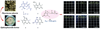Graphical abstract: Secondary metabolites from the endolichenic fungus Ophiosphaerella korrae
