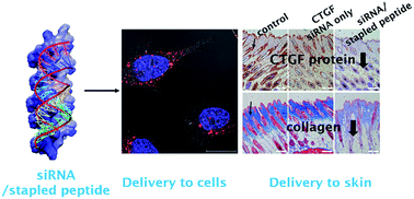 Graphical abstract: Construction of histidine-containing hydrocarbon stapled cell penetrating peptides for in vitro and in vivo delivery of siRNAs